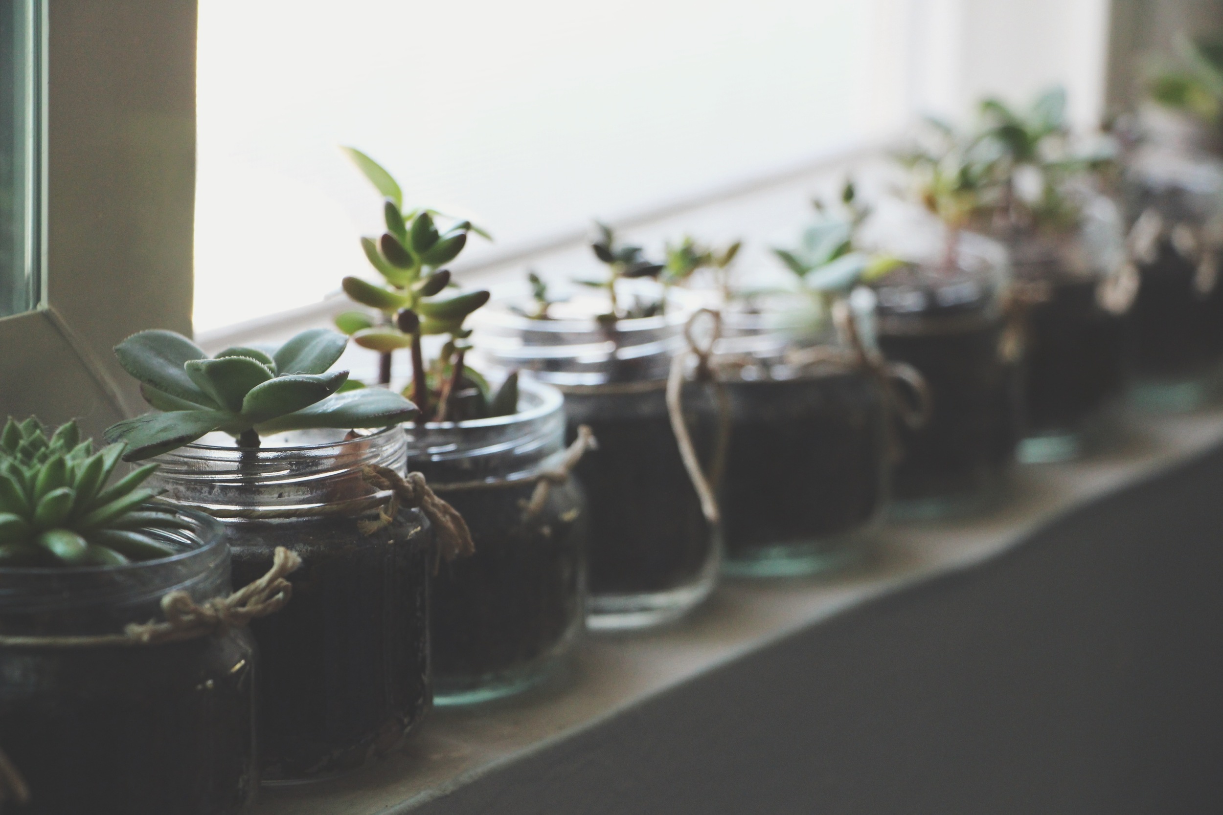succulents in baby food jars via needles + leaves